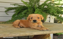 Golden Retriever dogs for sale: Merlin - Image 5