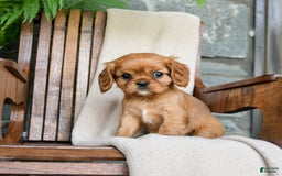 Cavalier King Charles Spaniel dogs for sale: Sweetie - Image 1