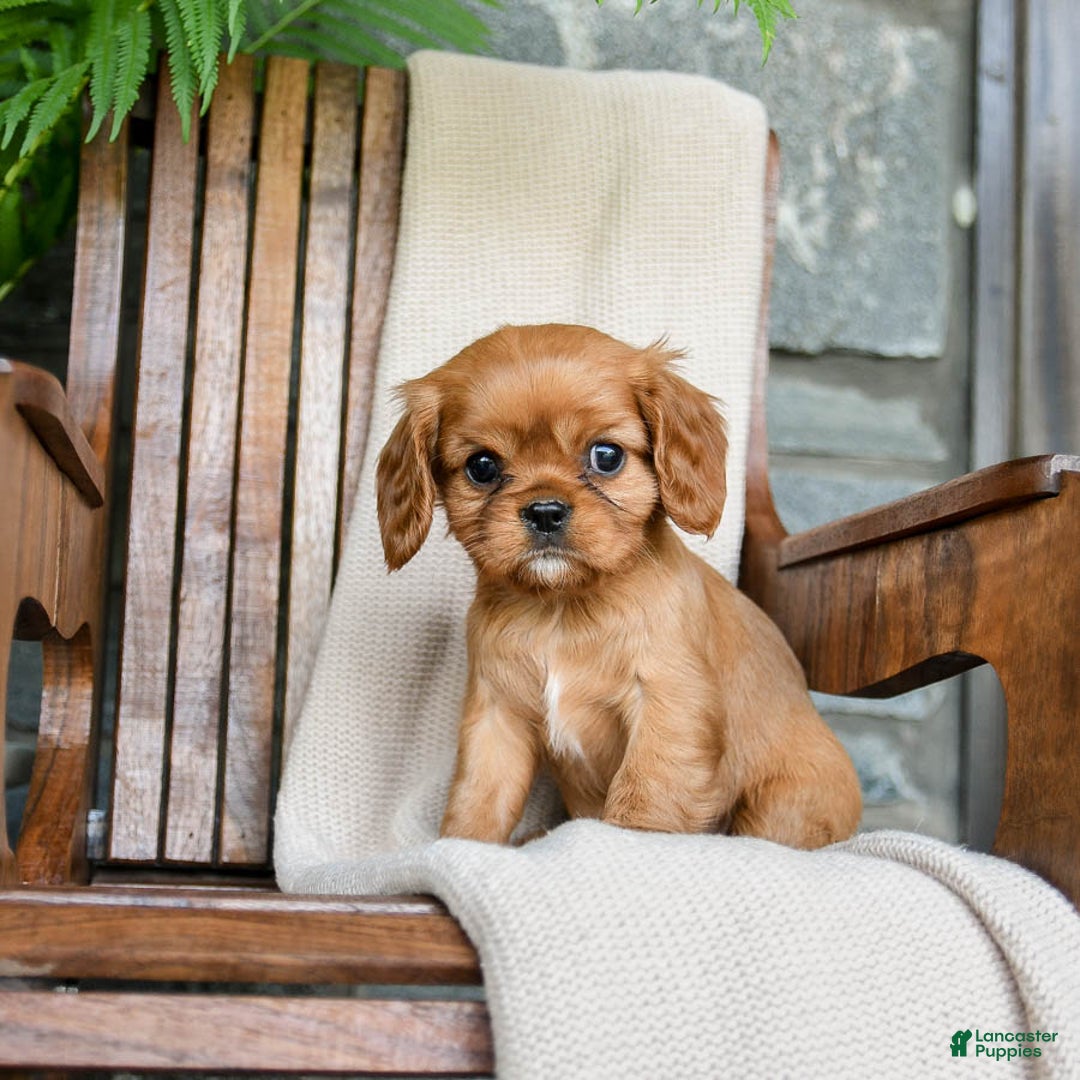 Cavalier King Charles Spaniel dogs for sale: Sweetie - Image 1