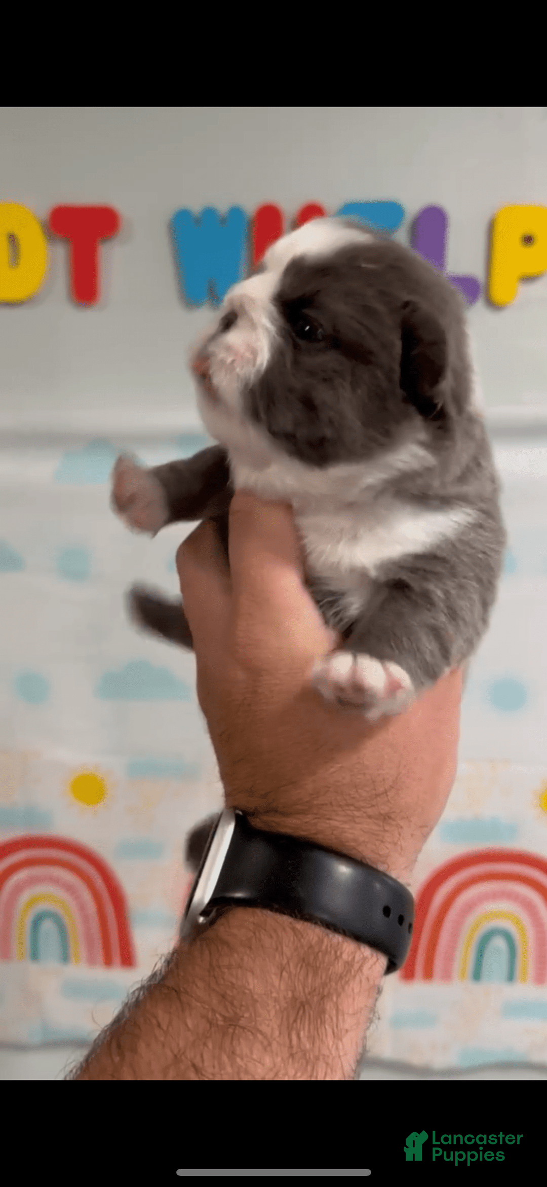 French Bulldog dogs for sale: Fluffy Panda Female 2 - Image 4
