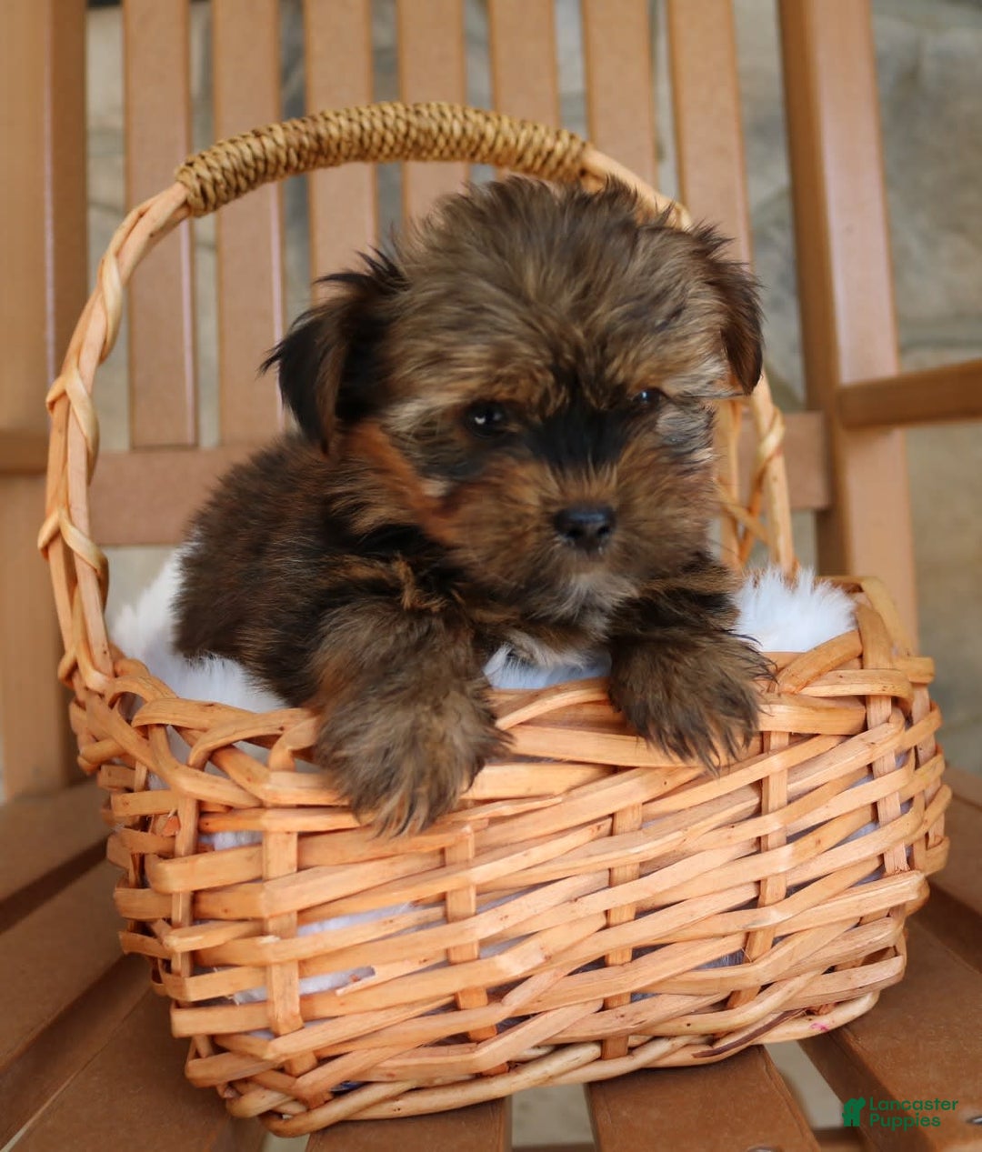 Shorkie dogs for sale: Koda - Image 9