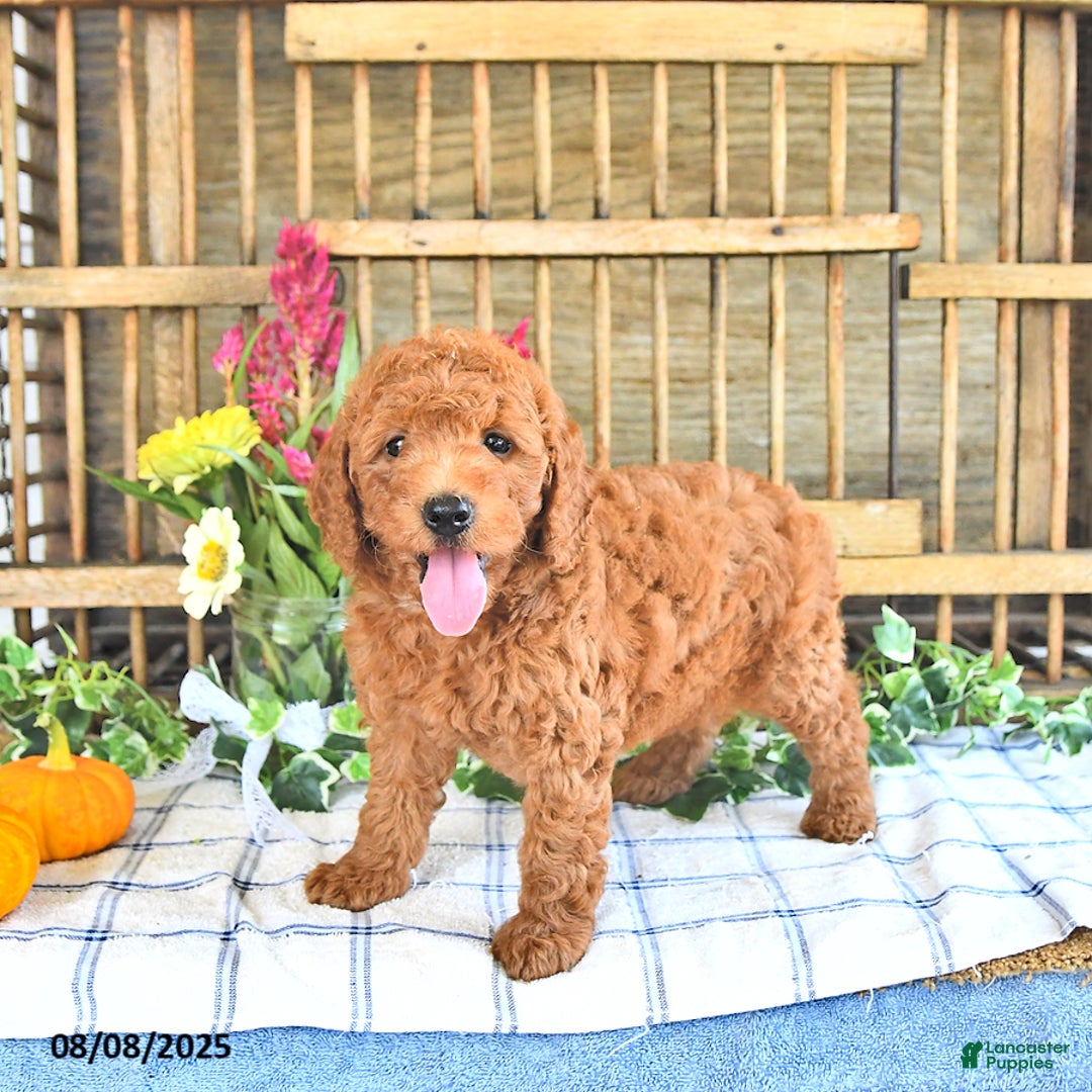 Mini Goldendoodle dogs for sale: Prince - Image 4