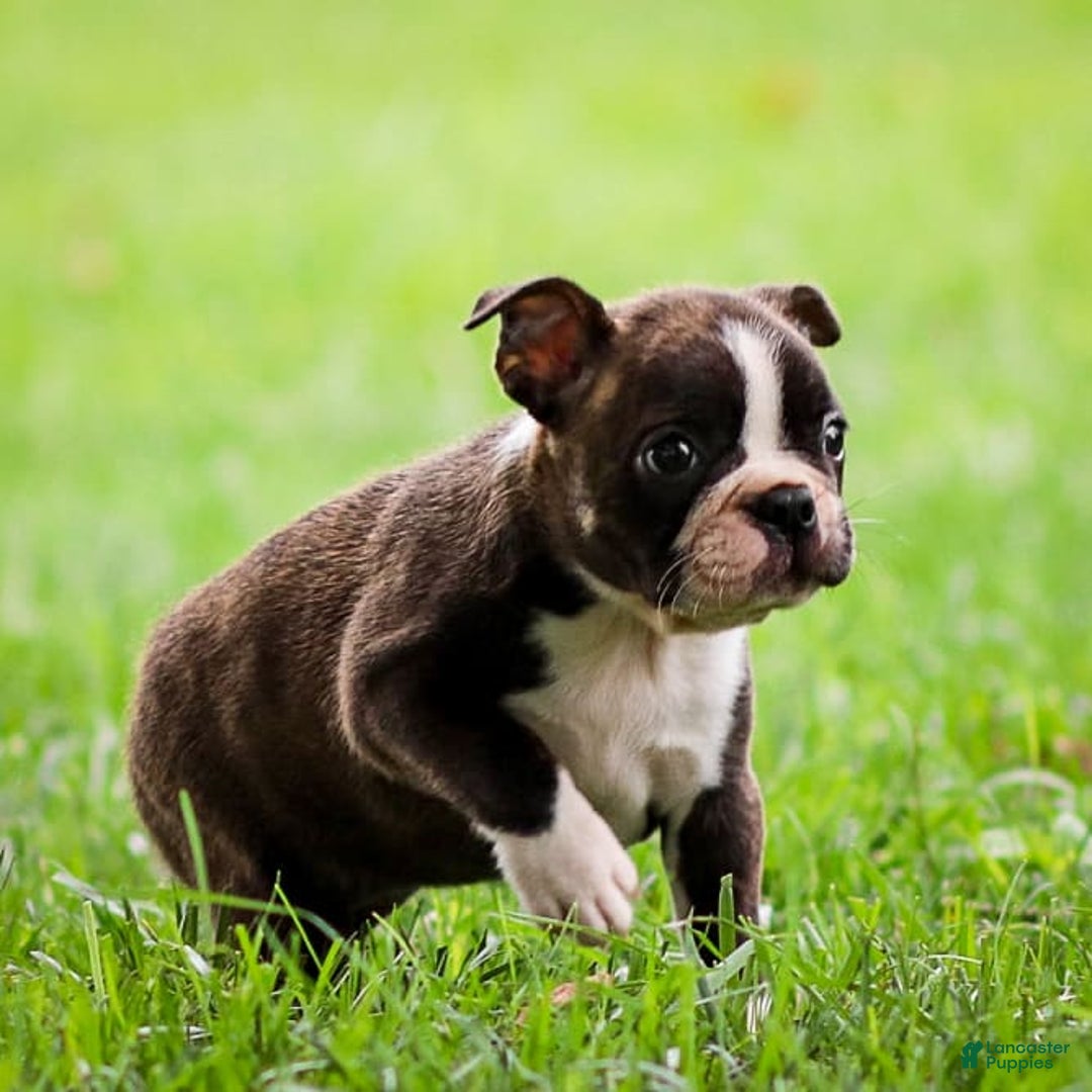 Boston Terrier dogs for sale: Darla - Image 3