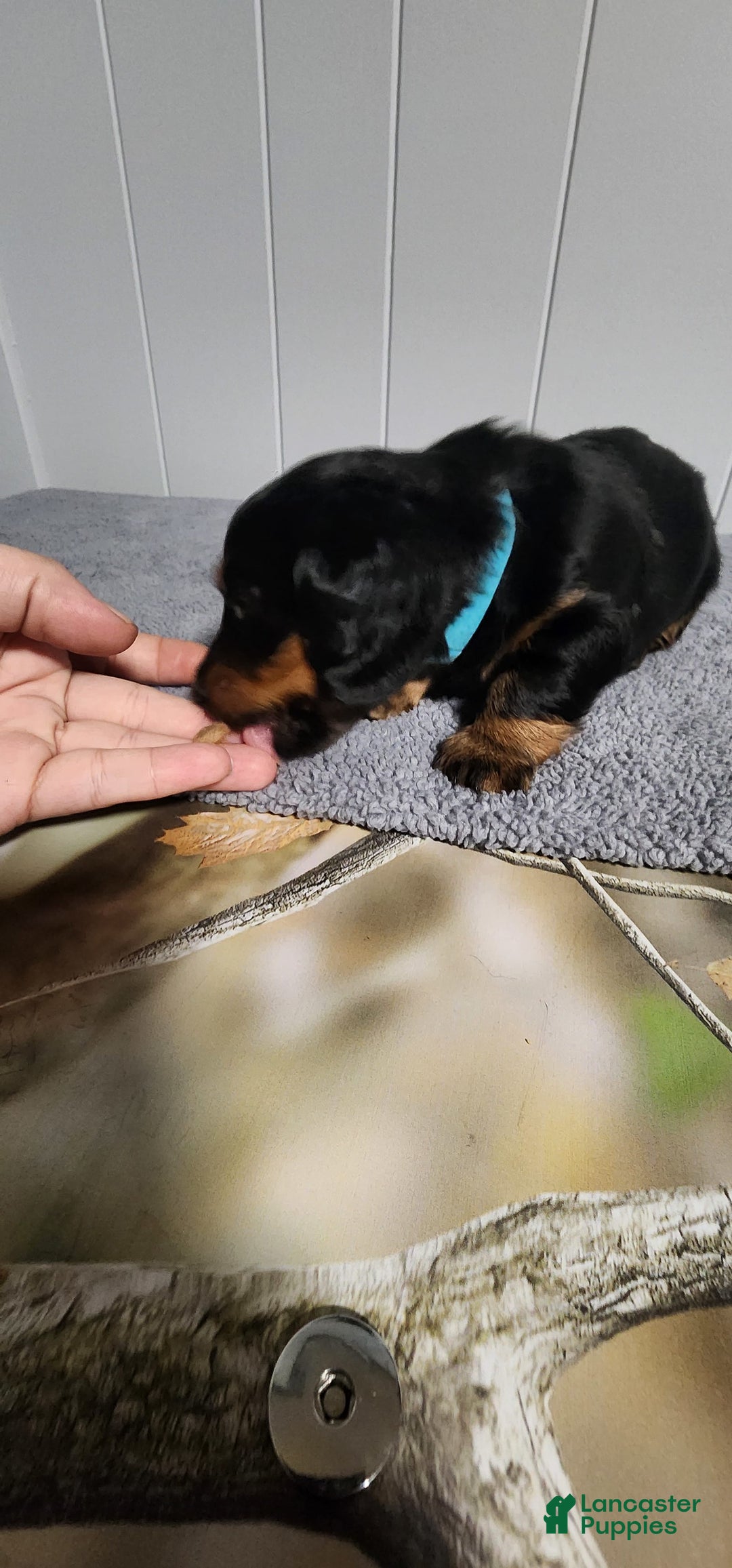 Miniature Dachshund dogs for sale: Bentley - Image 2