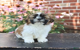 Shih Tzu dogs for sale: Dexter - Image 5
