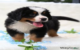 Bernese Mountain Dog dogs for sale: Waylon - Image 1
