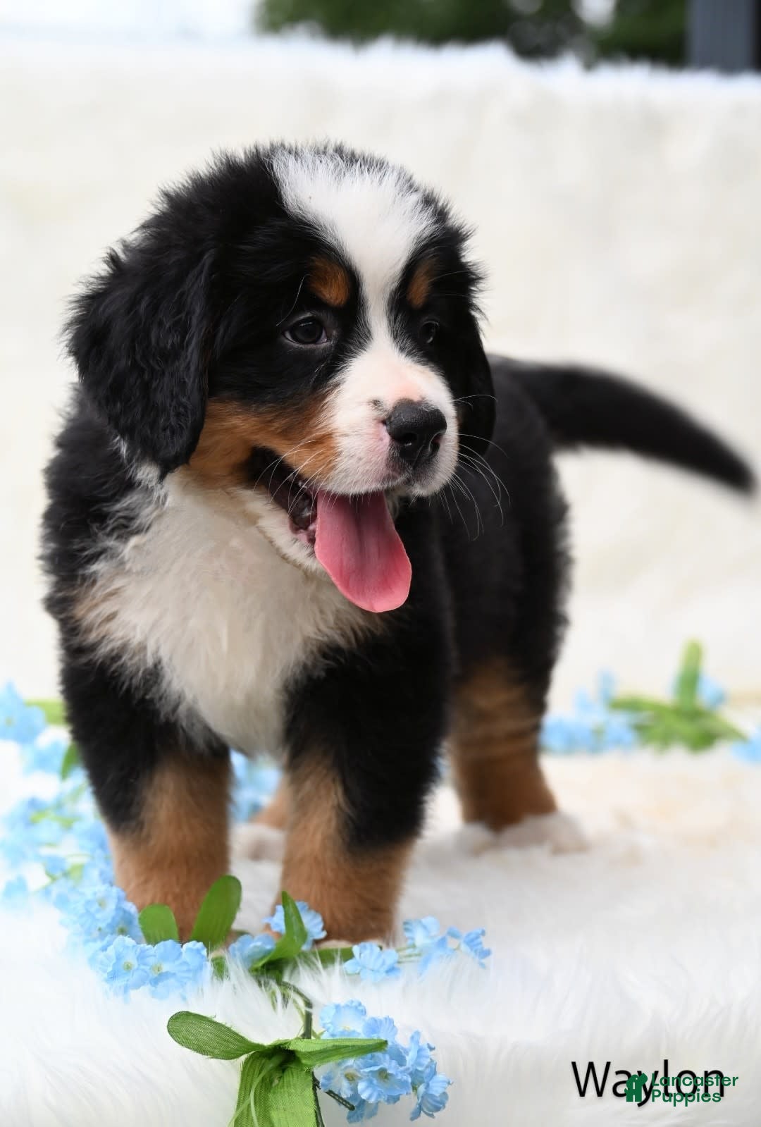 Bernese Mountain Dog dogs for sale: Waylon - Image 1
