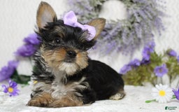 Yorkshire Terrier dogs for sale: Butterfly - Image 10