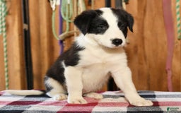 Border Collie dogs for sale: Luke - Image 2