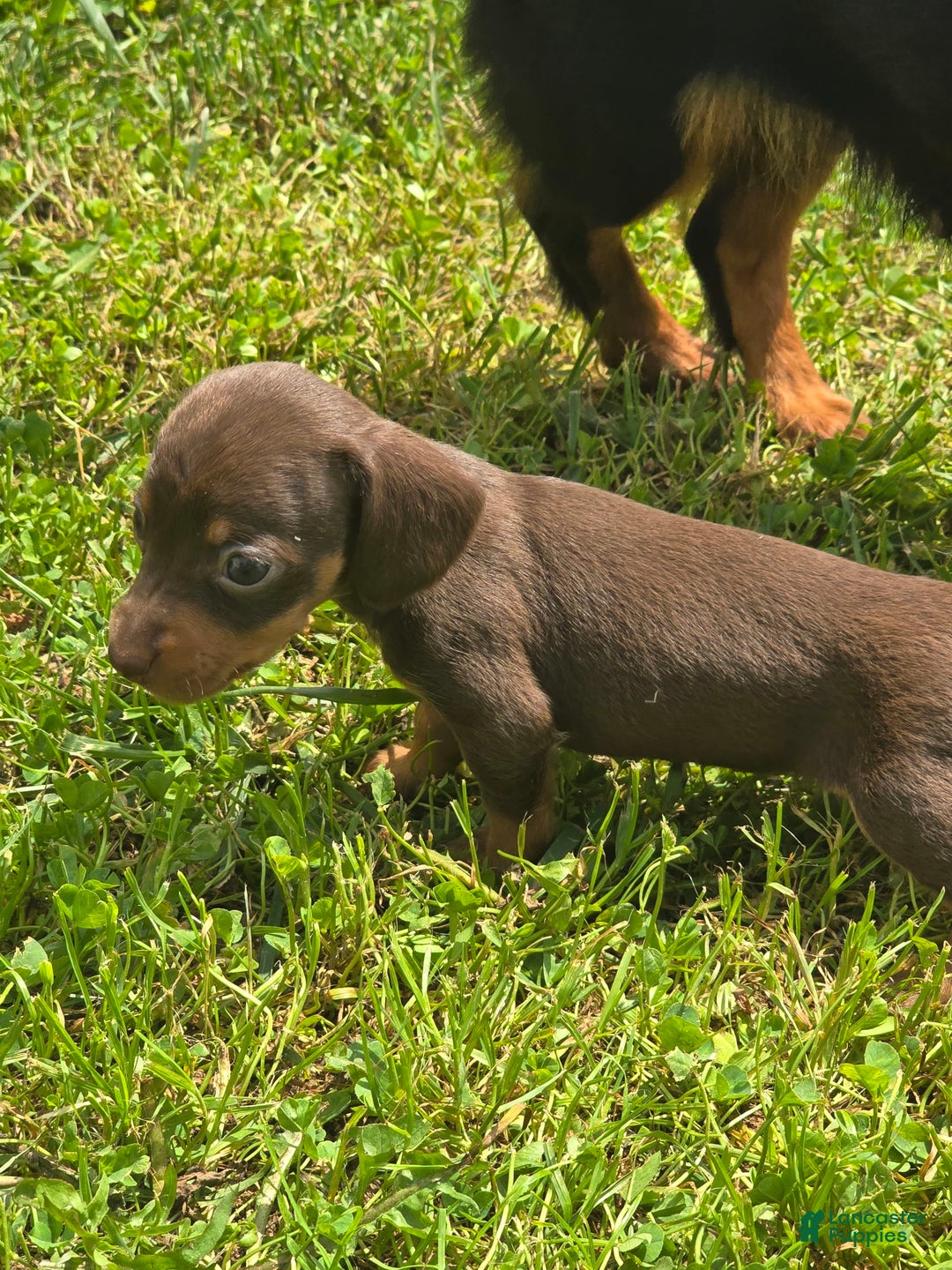 Dachshund dogs for sale: Daisy - Image 7