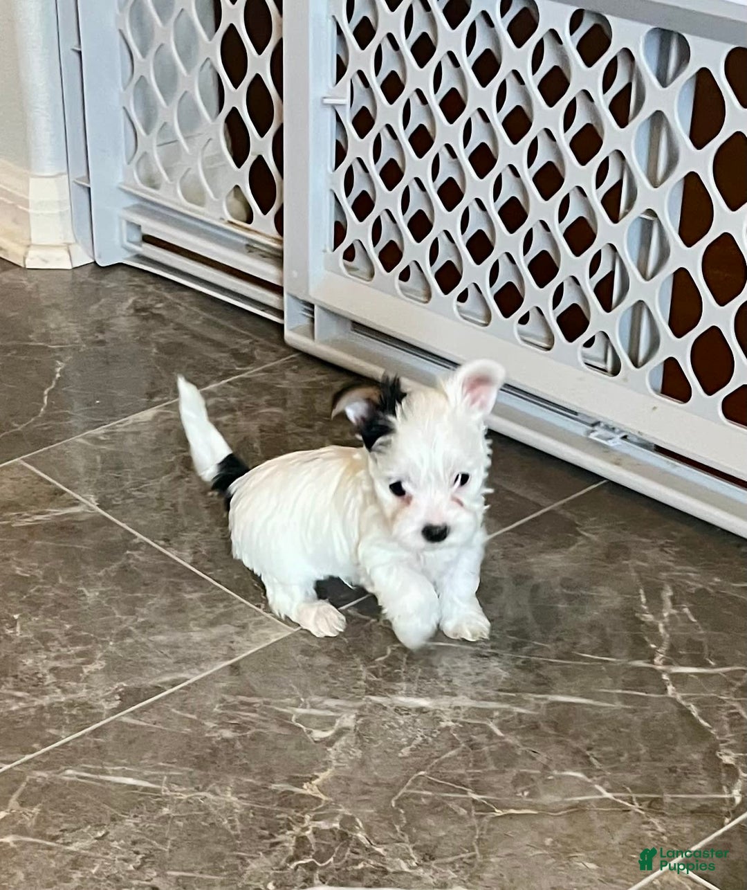Yorkshire Terrier dogs for sale: Jasper - Image 3
