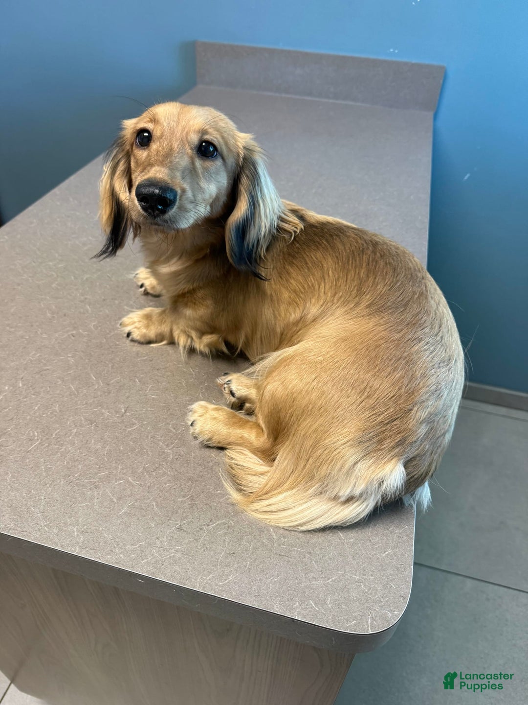 Miniature Dachshund dogs for sale: Duke - Image 3