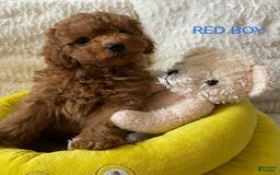 Maltipoo dogs for sale: Greg - Image 2