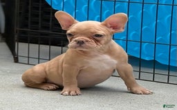 French Bulldog dogs for sale: Karen - Image 4