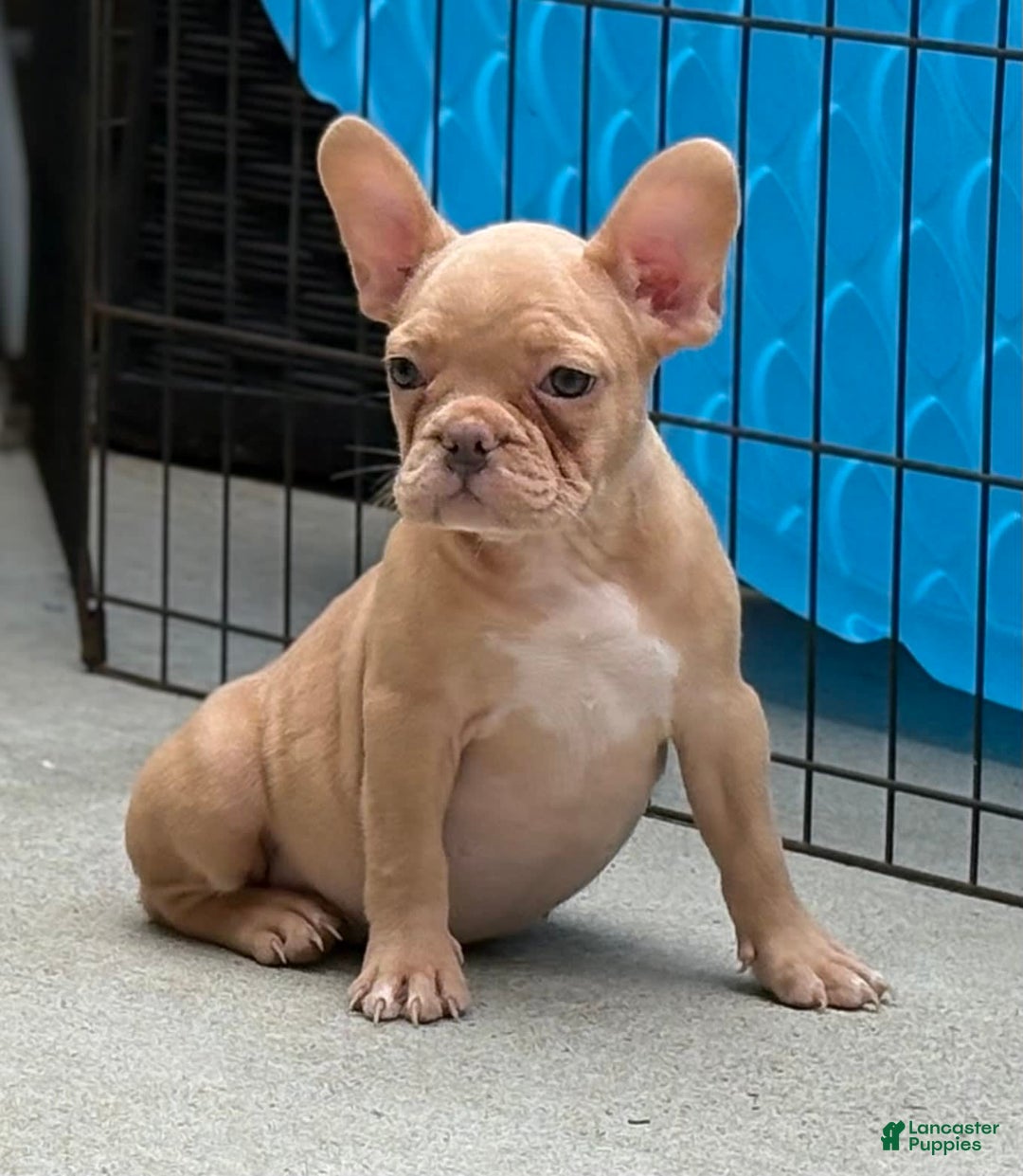 French Bulldog dogs for sale: Karen - Image 4