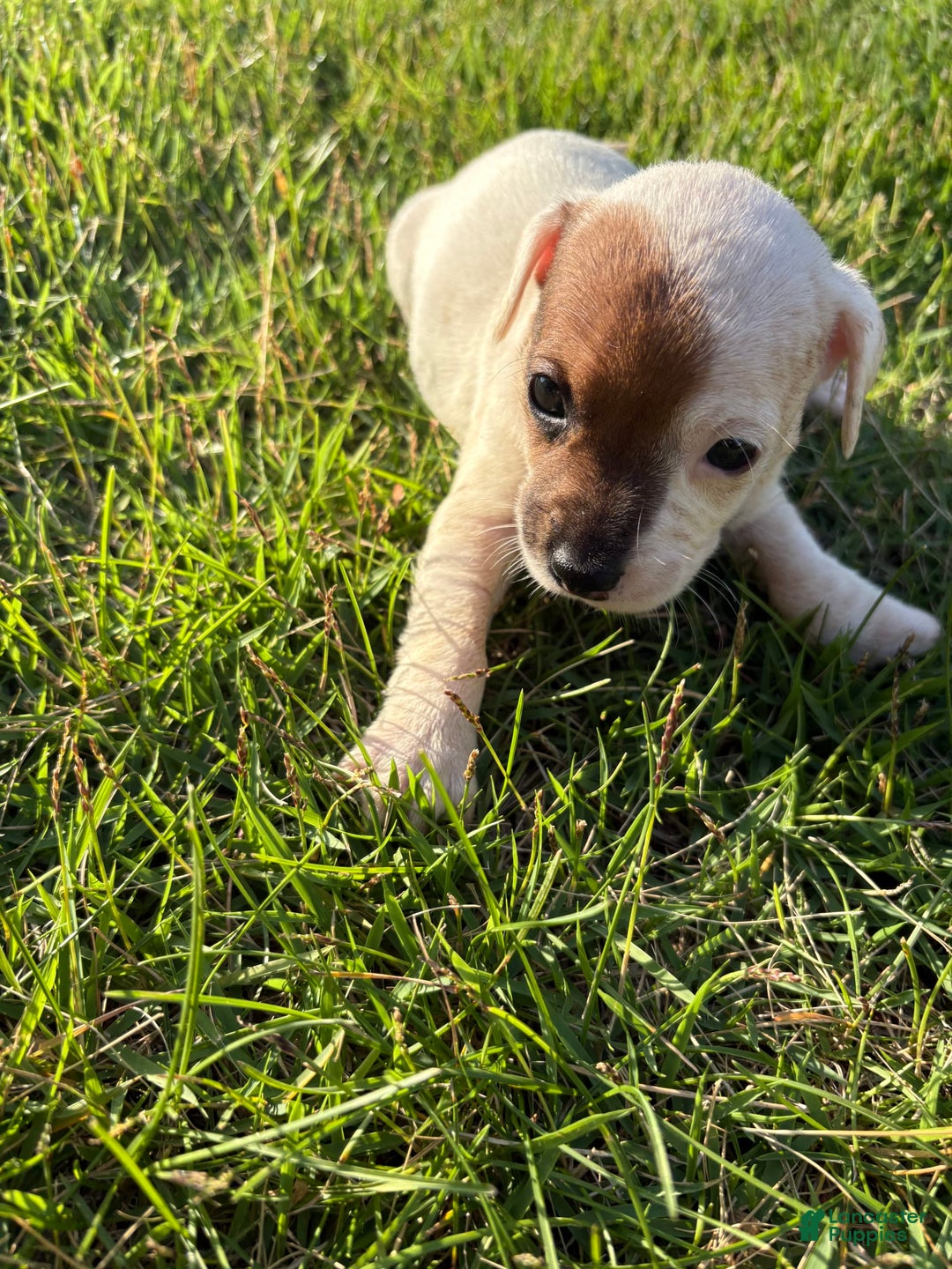 Jack Russell Terrier dogs for sale: Sandy - Image 1