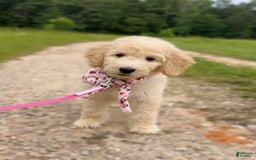 Goldendoodle dogs for sale: Poppy - Image 1