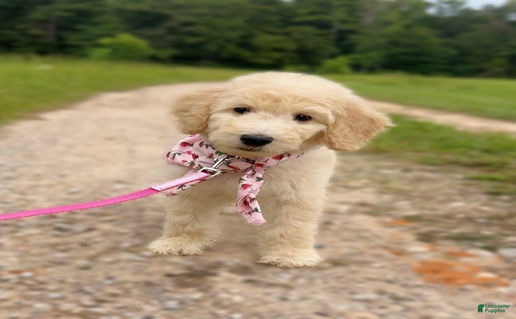 Goldendoodle dogs for sale - Ad 2
