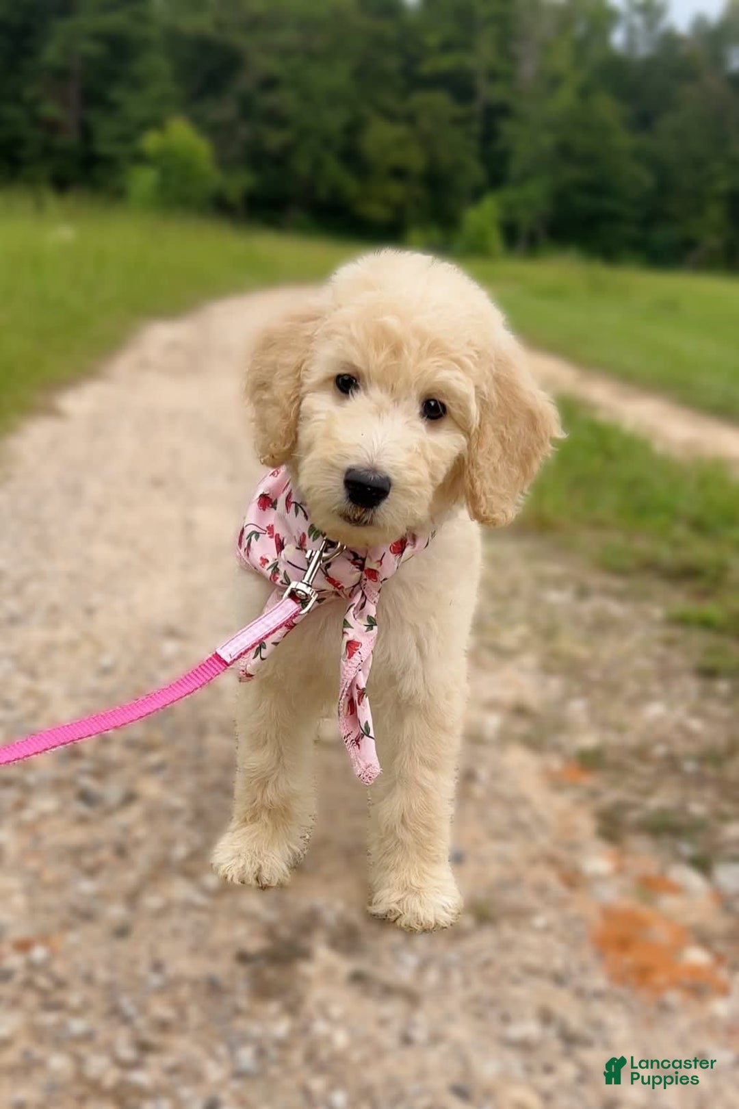 Goldendoodle dogs for sale: Poppy - Image 1
