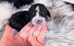 Mini Bernedoodle dogs for sale: Donatello - Image 1