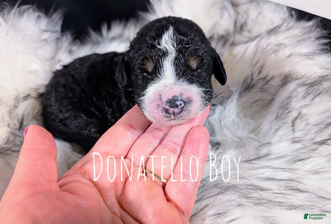 Mini Bernedoodle dogs for sale: Donatello - Image 1