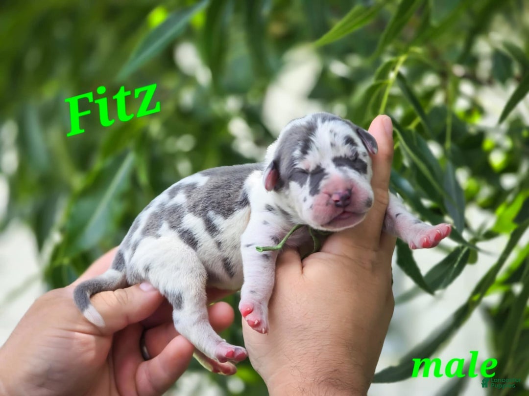 Great Dane dogs for sale: Fitz - Image 1