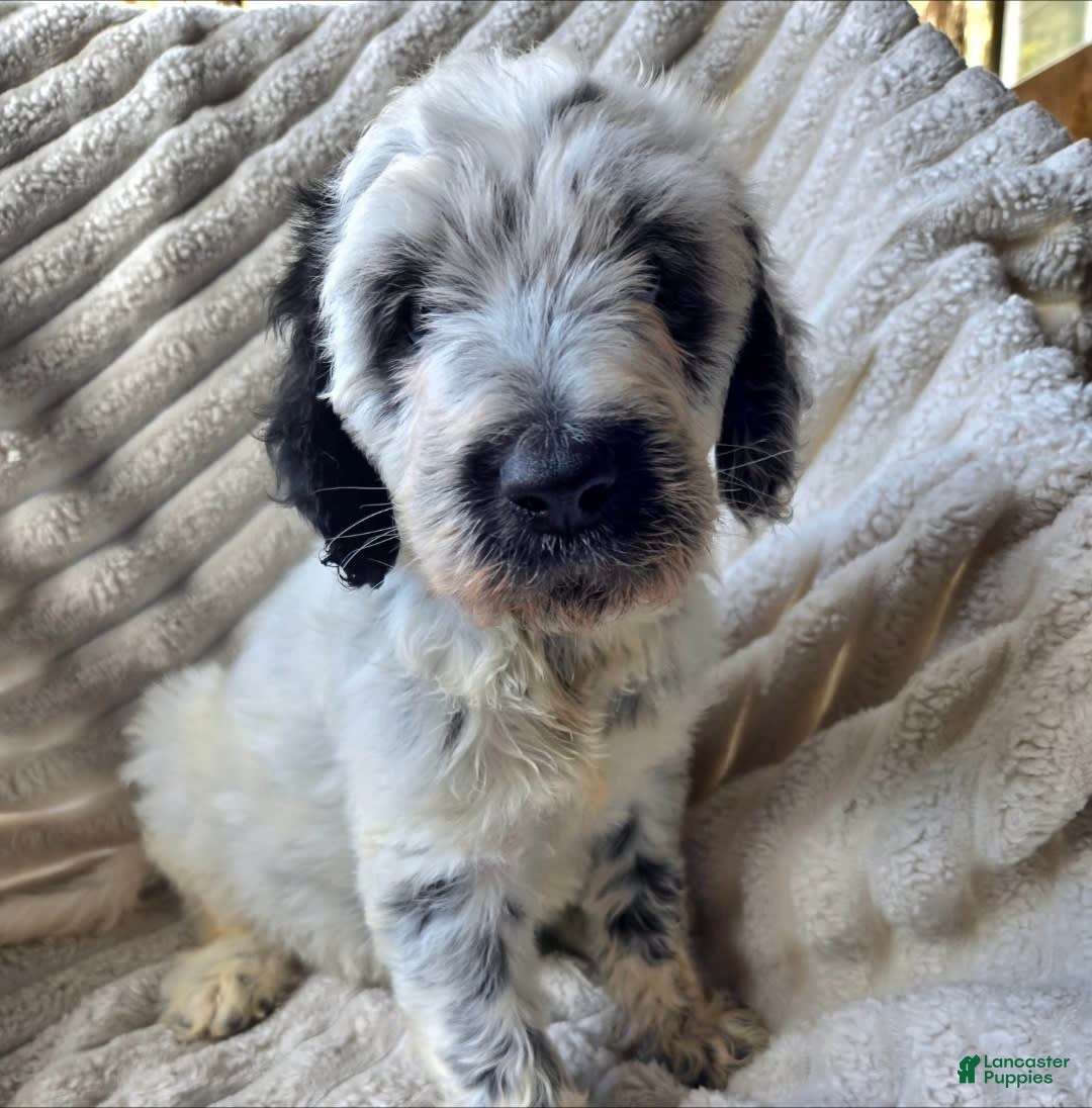 Dalmatian dogs for sale: Emmett - Image 3