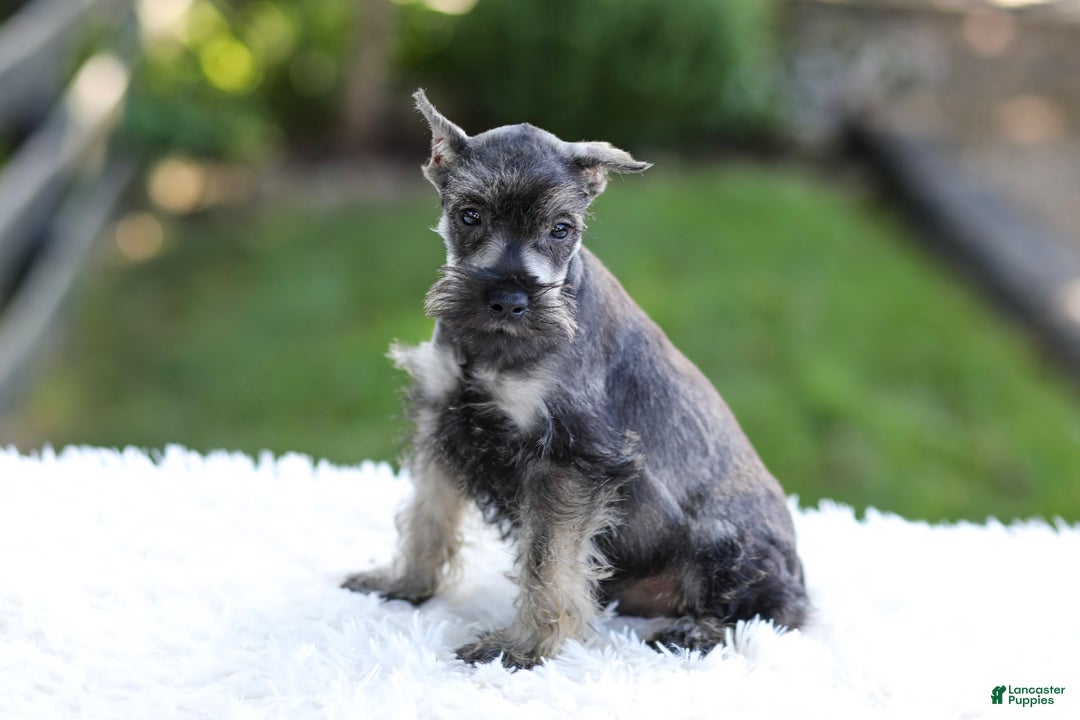 Miniature Schnauzer dogs for sale: Austin - Image 5