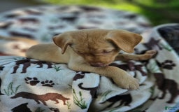 Labrador Retriever dogs for sale: Colt - Image 5