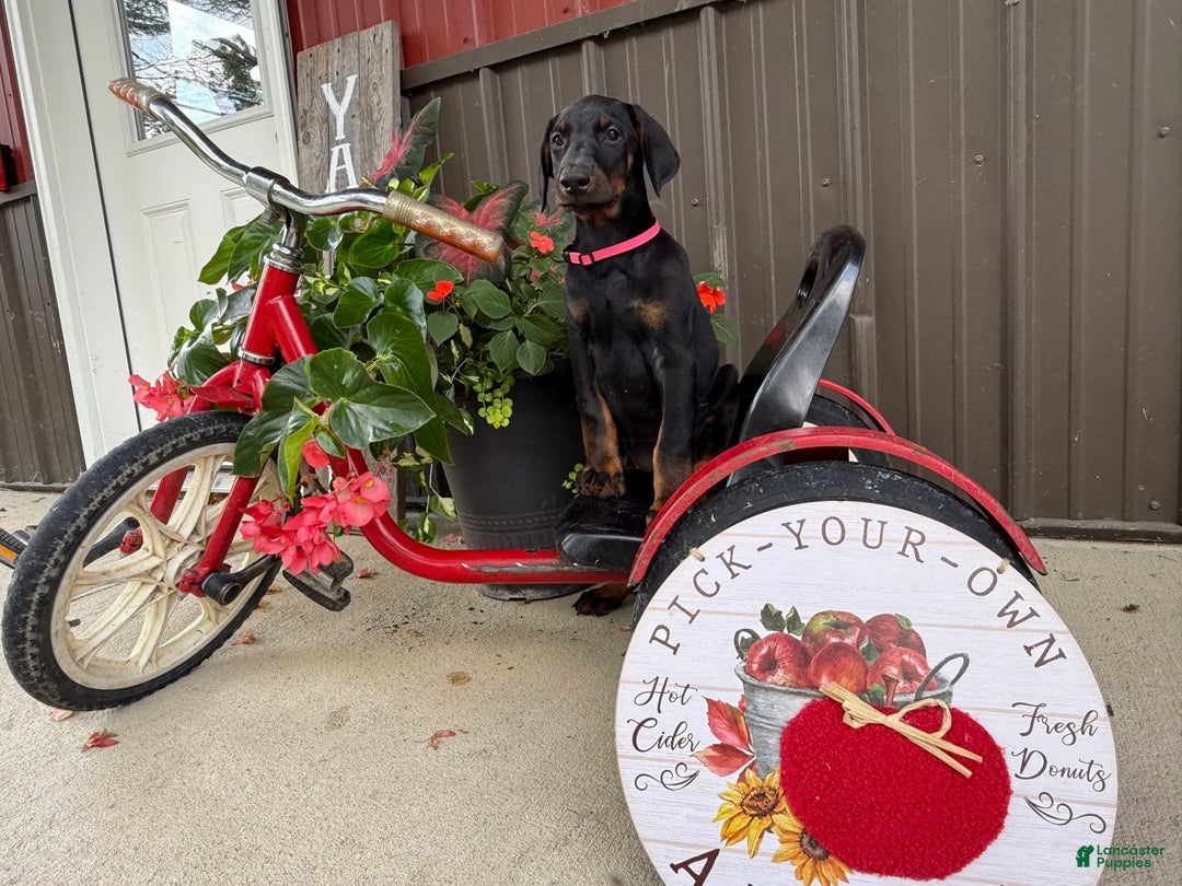 Doberman Pinscher dogs for sale: Marie - Image 6