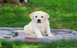 Labrador Retriever dogs for sale: Labrador Retriever 8 puppies - Image 6