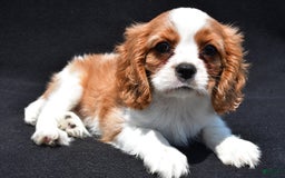 Cavalier King Charles Spaniel dogs for sale: Chase - Image 6