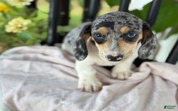 Miniature Dachshund dogs for sale: Bentley - Image 2