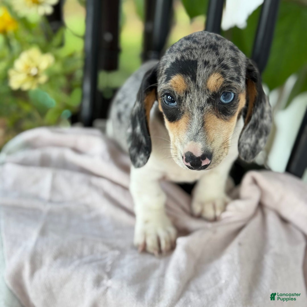 Miniature Dachshund dogs for sale: Bentley - Image 2