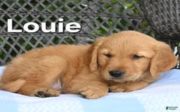 Golden Retriever dogs for sale: Louie - Image 2
