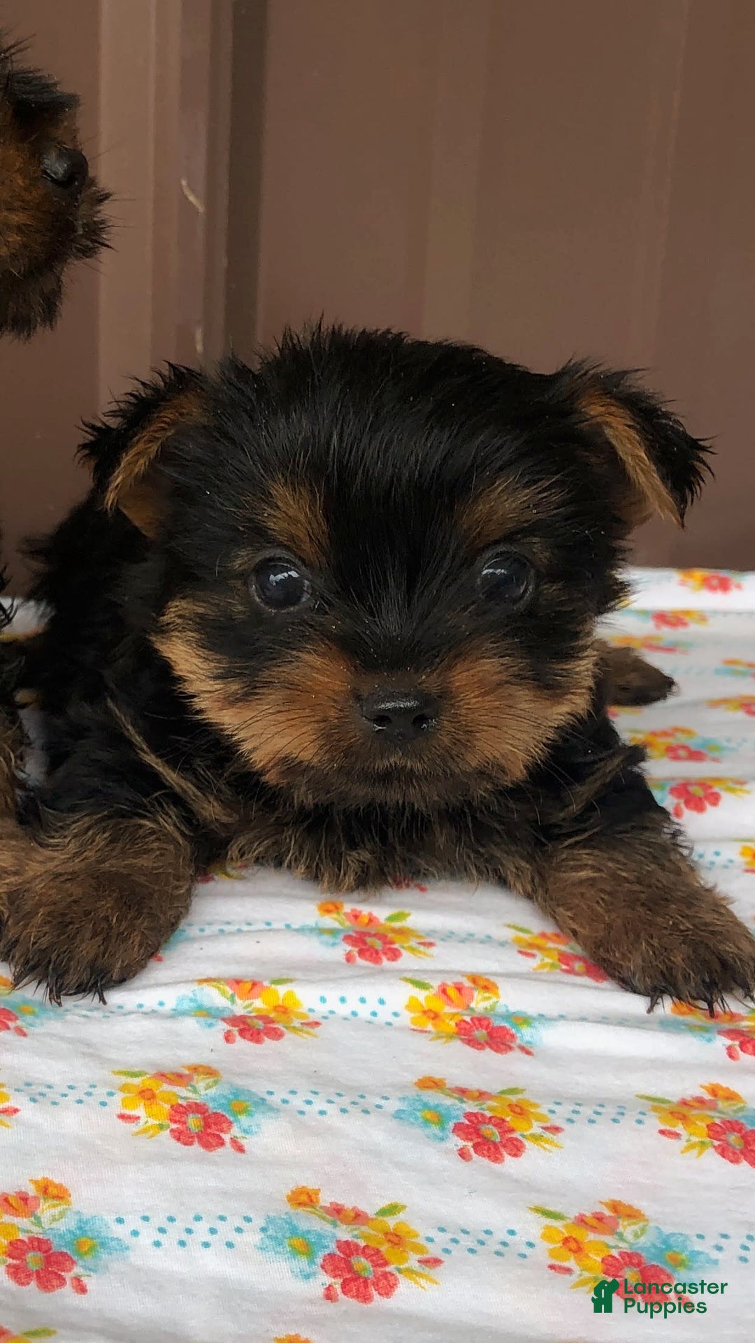 Yorkshire Terrier dogs for sale: Diamond - Image 1