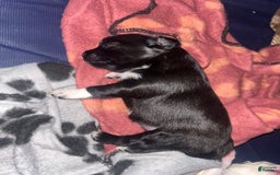 Chihuahua dogs for sale: N/a - Image 1