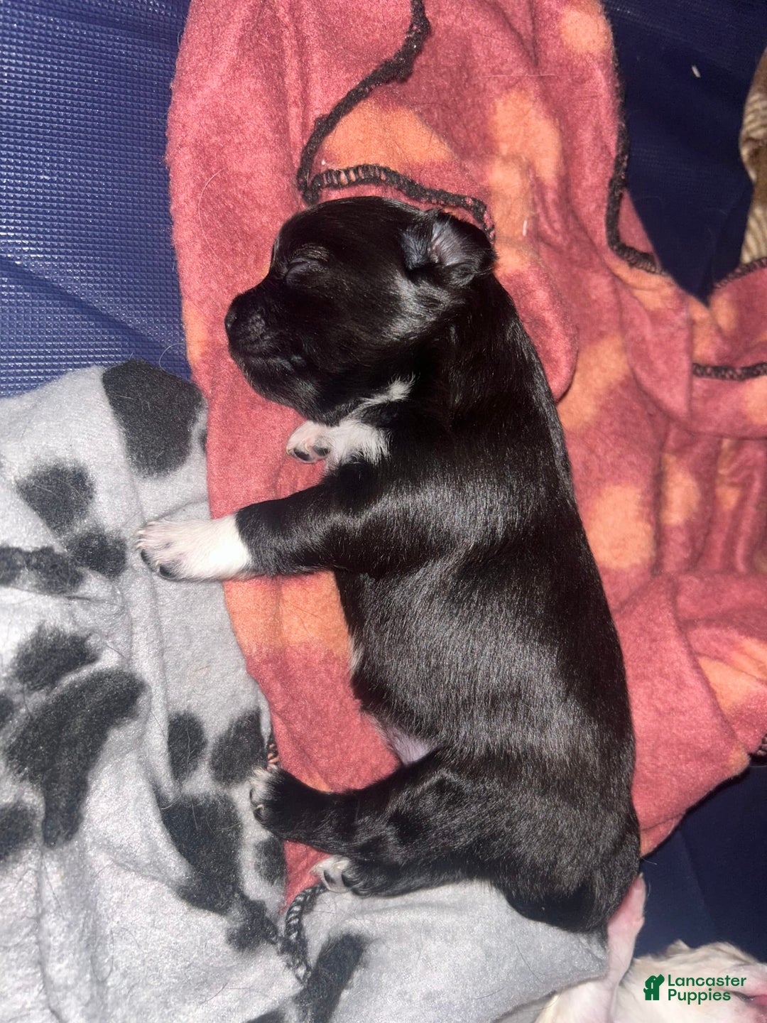 Chihuahua dogs for sale: N/a - Image 1