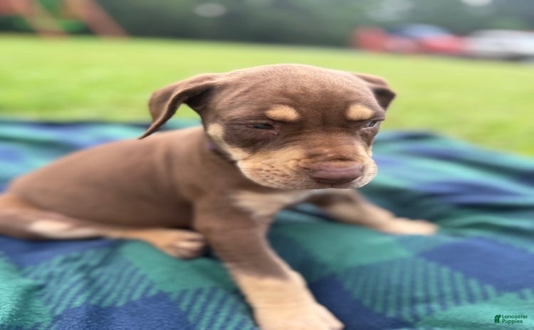Catahoula Leopard Dog dogs for sale - Ad 5