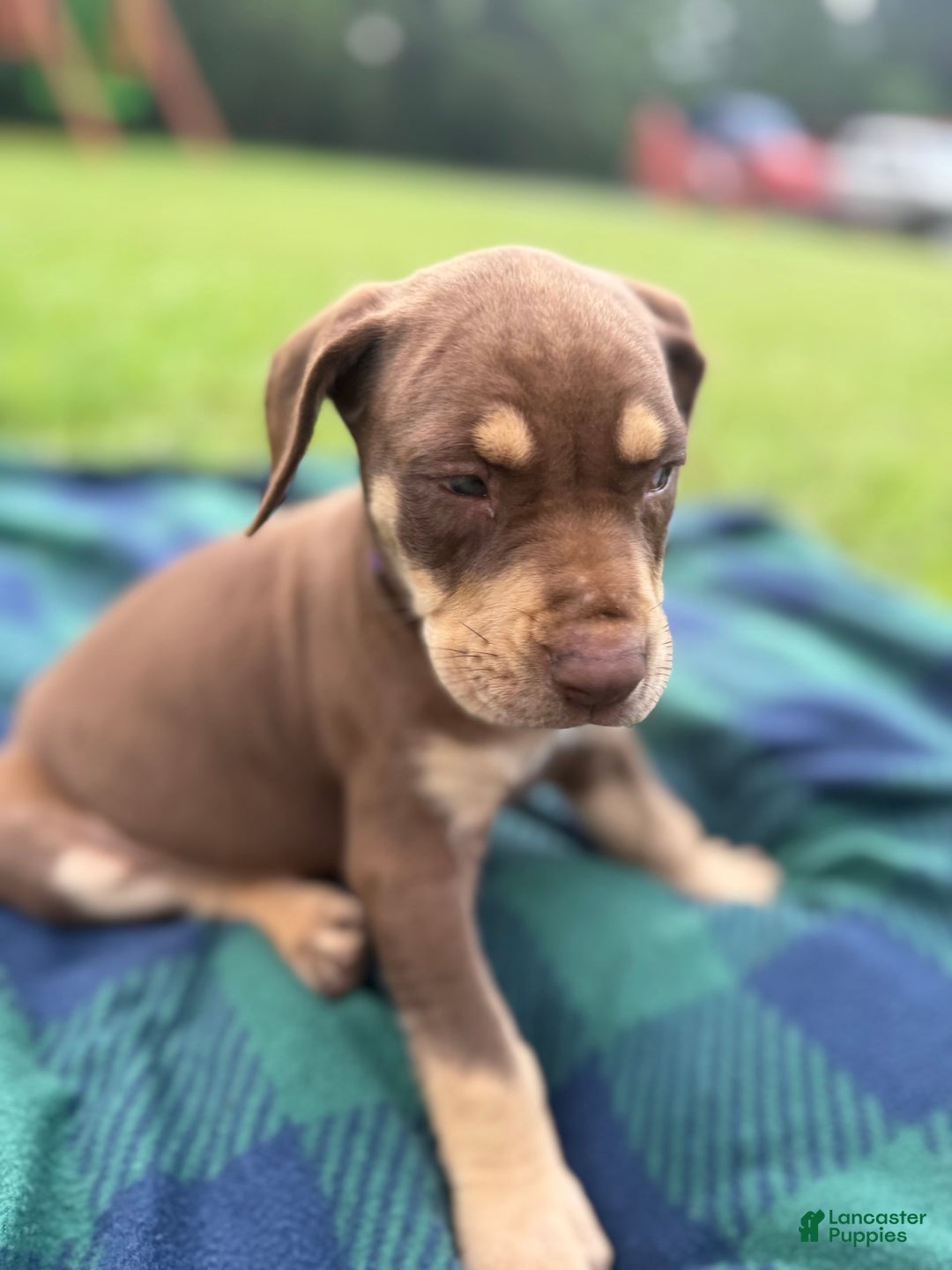 Catahoula Leopard Dog dogs for sale: Purple - Image 1