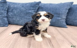 Mini Bernedoodle dogs for sale: Abby - Image 9