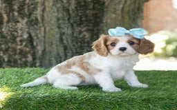 Cavalier King Charles Spaniel dogs for sale: Sasha - Image 6