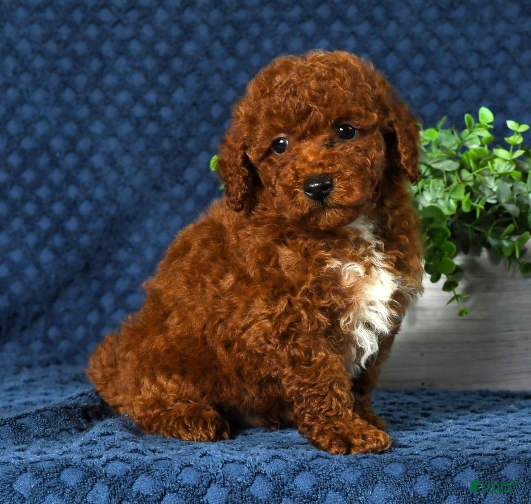 Cavapoo dogs for sale: Finn - Image 9