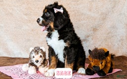 Bernedoodle dogs for sale: Sage - Image 13