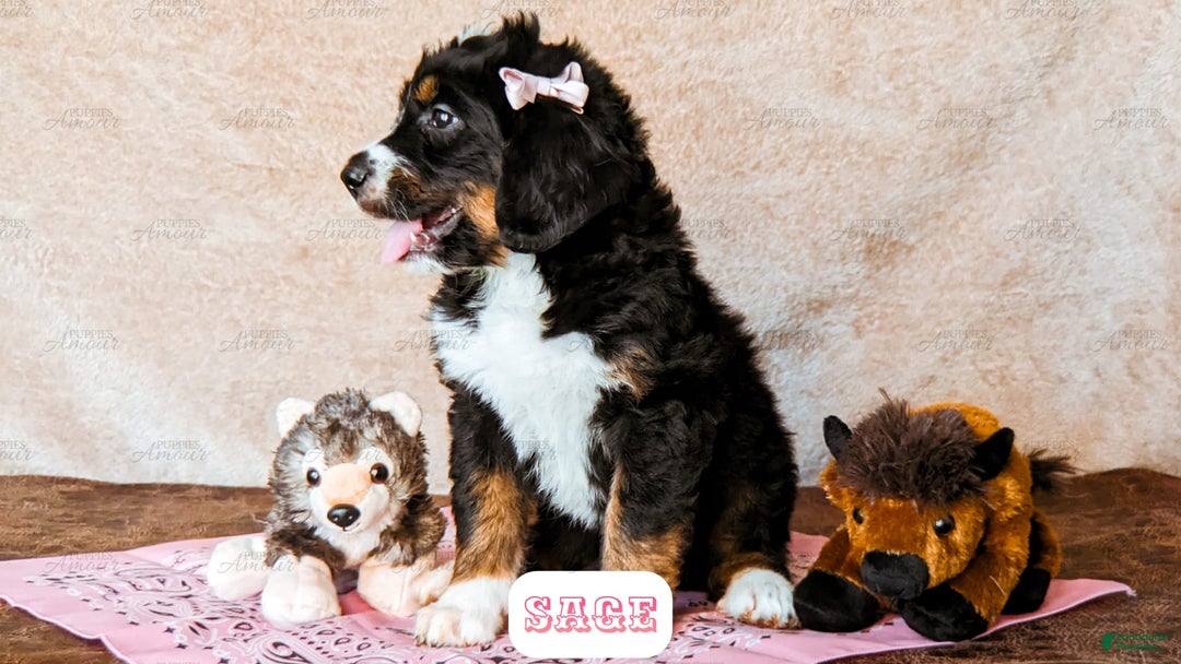 Bernedoodle dogs for sale: Sage - Image 13