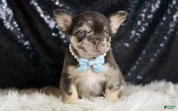 French Bulldog dogs for sale: Dexter - Image 1