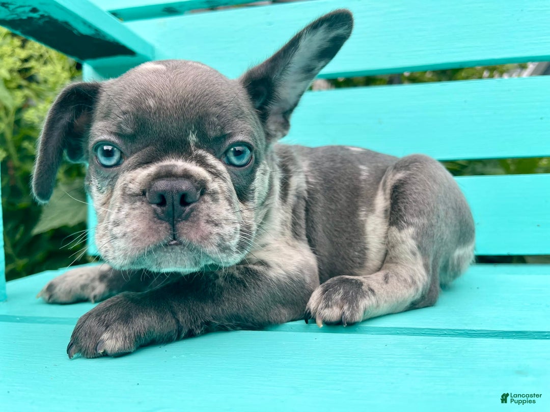 French Bulldog dogs for sale: Luna - Image 41