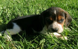Beagle dogs for sale: Webster - Image 2