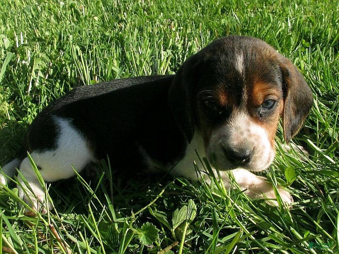 Beagle dogs for sale: Webster - Image 2