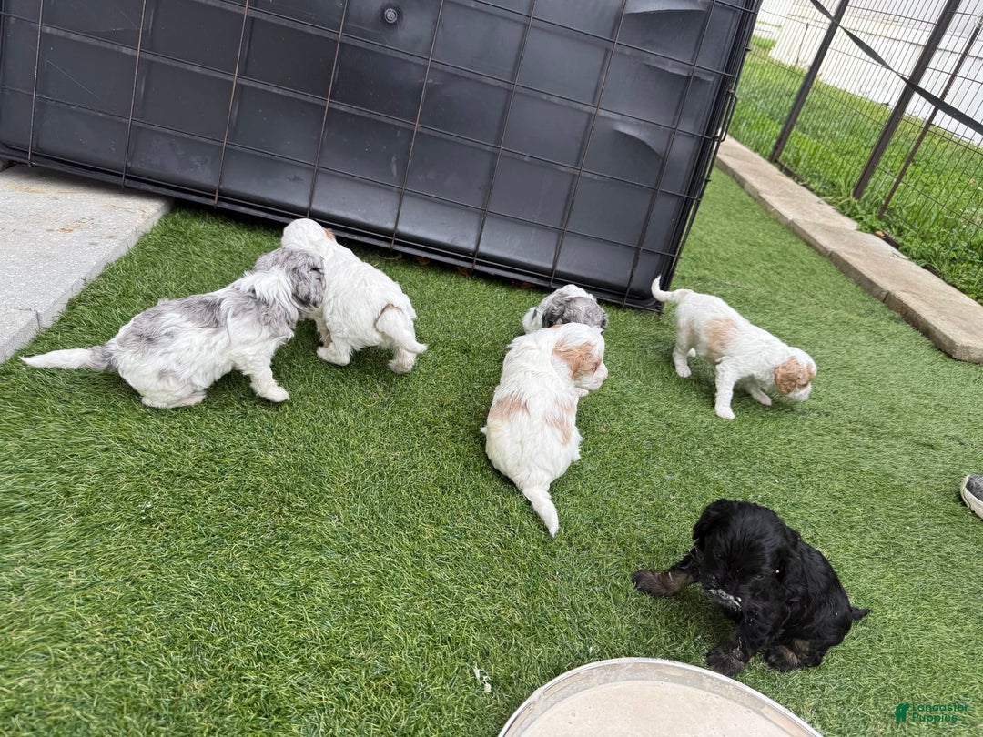 Cavapoo dogs for sale: Shortcake - Image 1